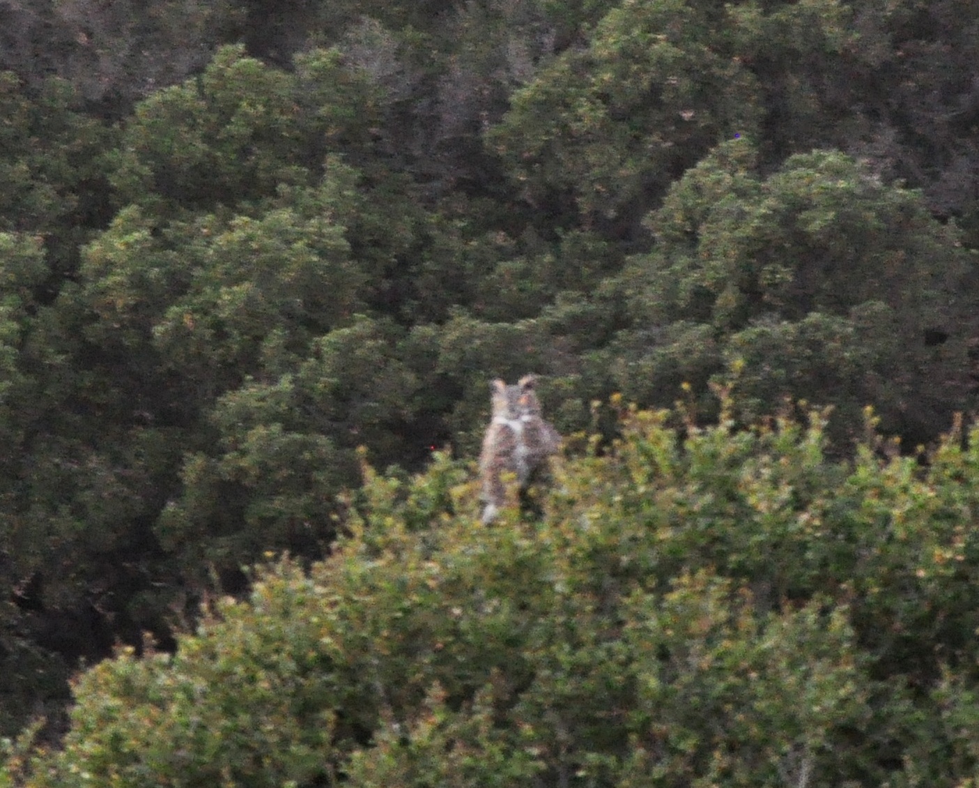 GreatHornedOwl